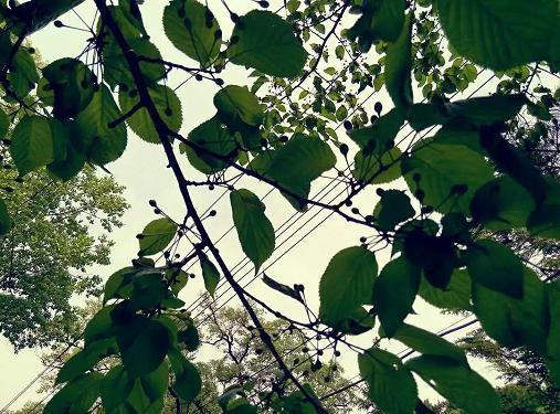 桑茂年華