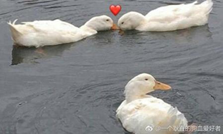 晚節不保
