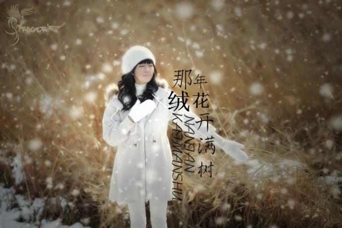 那年絨花開滿樹