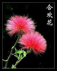 合歡