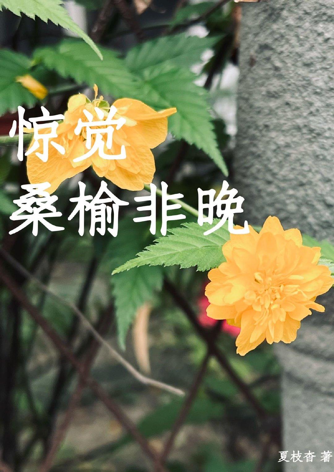 驚覺桑榆非晚