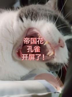 驚!帝國花孔雀竟然開屏了