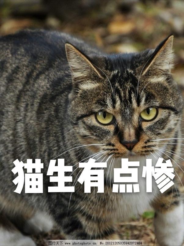 貓生有點慘
