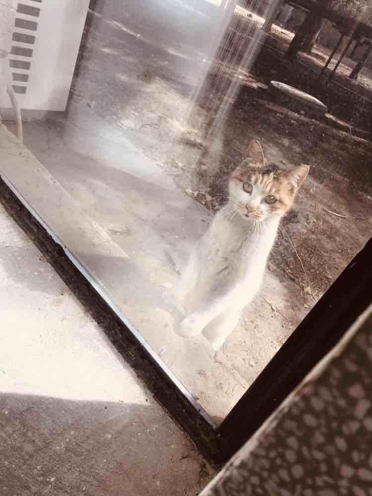 羅家的孩子們