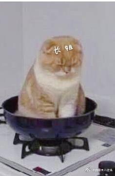 長姐她強硬可欺